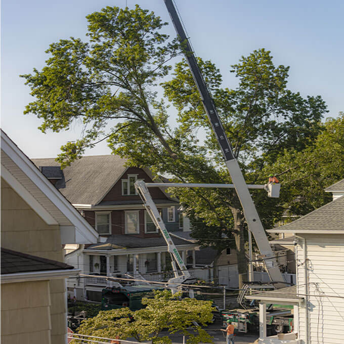 Oakhurst Landscaping And Tree Service Tree Expert